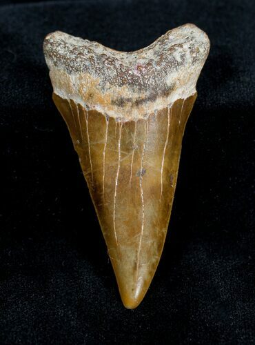 Inch Fossil Mako Tooth - North Carolina #1336